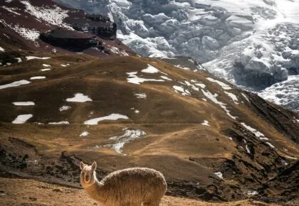 The International Year of the Camelids 2024