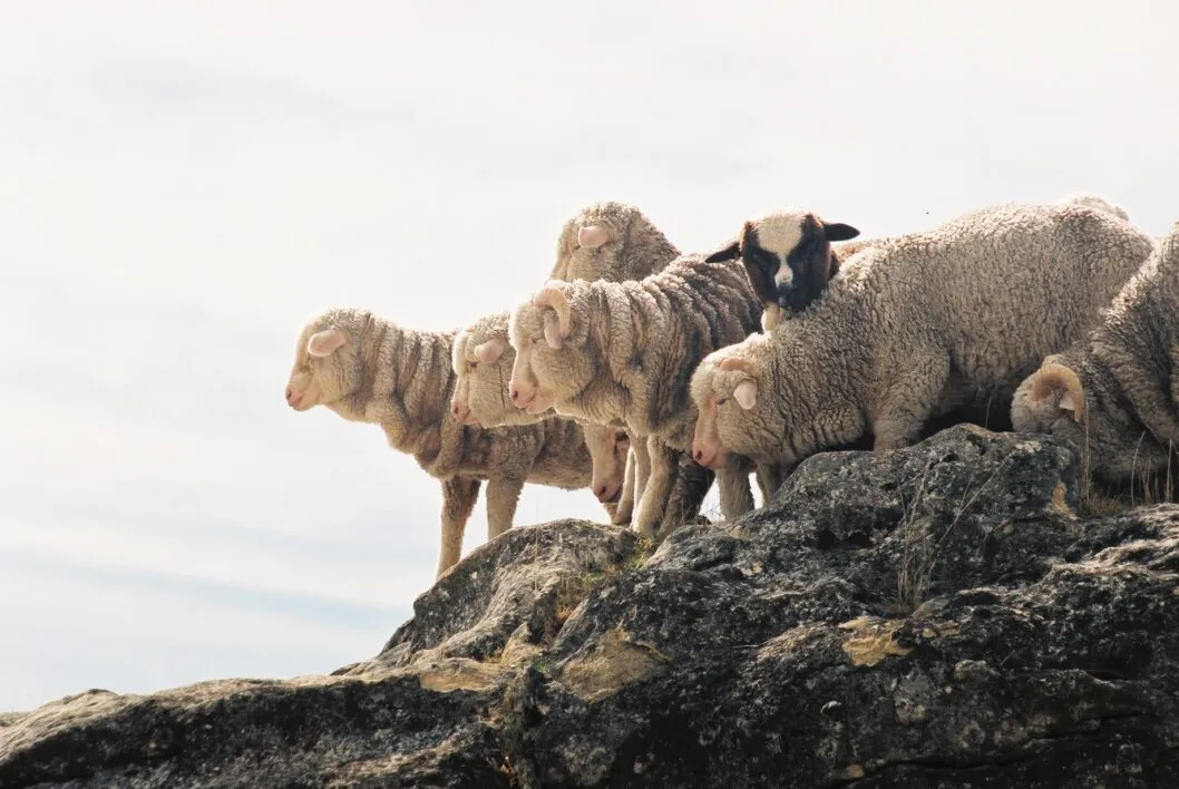 Escorial sheeps | Wool month | The SIL Group
