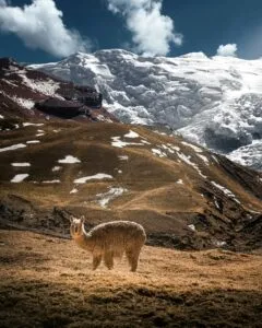 The International Year of the Camelids 2024