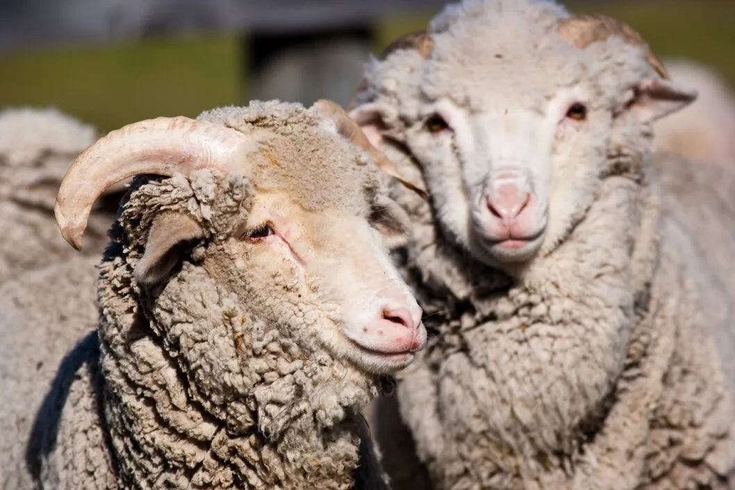 Escorial sheeps | Wool month | The SIL Group