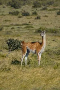 The International Year of the Camelids 2024