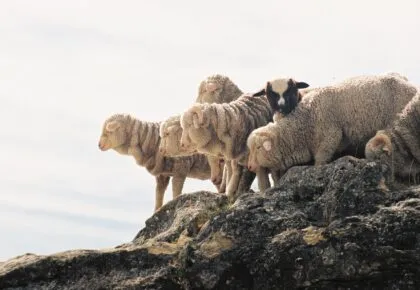 Wool Month 2025 – Celebrating Wool Across the Textile Industry