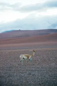The International Year of the Camelids 2024