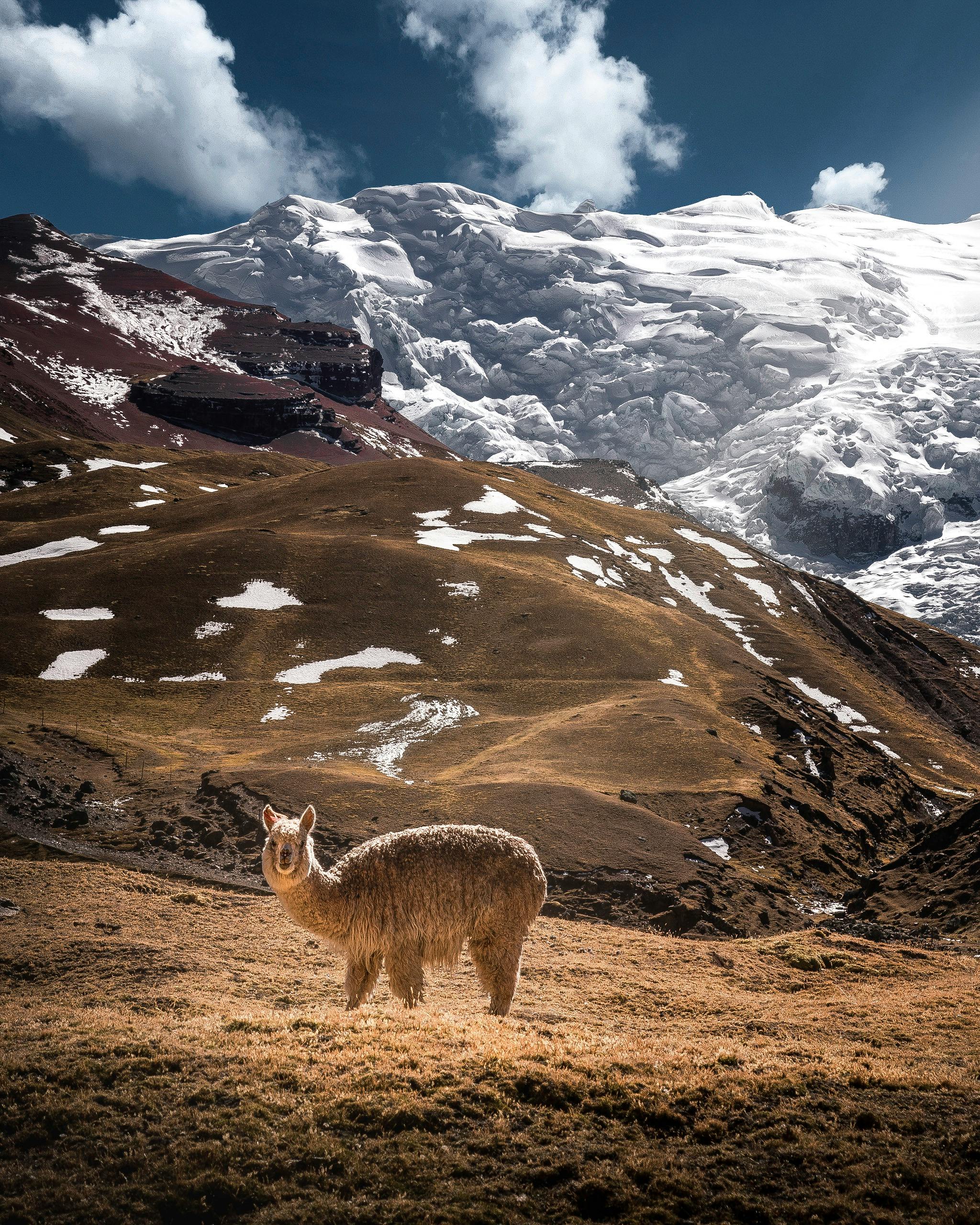 The International Year of the Camelids 2024