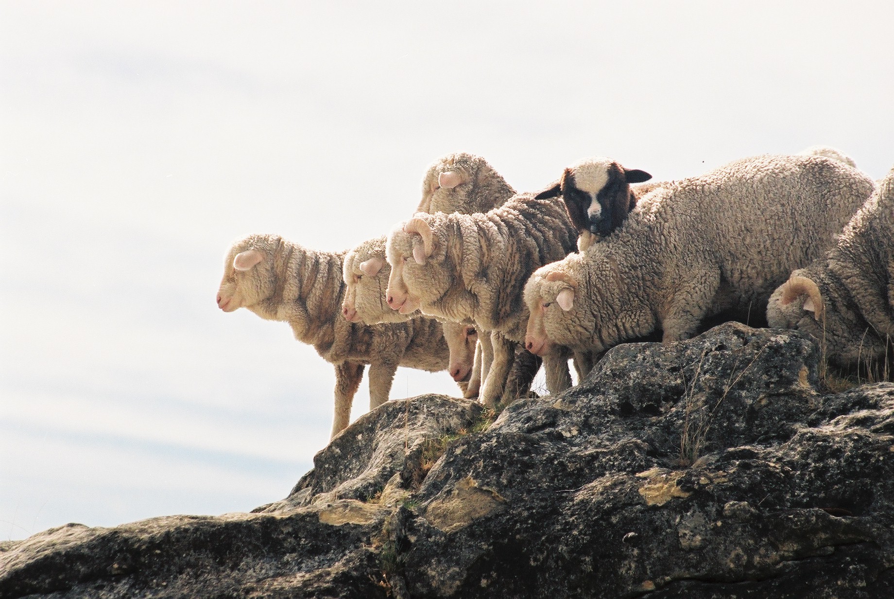 Wool Month 2025 – Celebrating Wool Across the Textile Industry